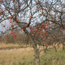 k-img_3674